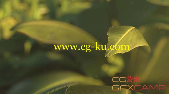 植物树叶C4D Octane渲染合成教程  Cinema 4D and Octane - Texturing and Rendering a Plant Scene Tutorial的图片1