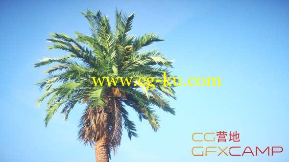 植物树木生成插件 Laubwerk Plants Kit 4 v1.025 For C4D/3DS MAX Win/Mac的图片1