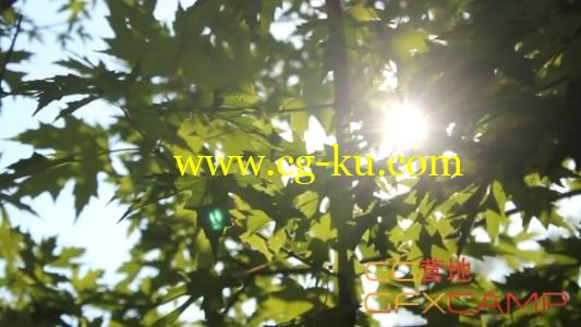阳光穿过树叶视频素材 VideoHive – Leaf In The Sun的图片1