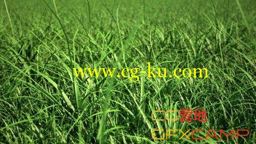 C4D草丛绘制插件 C4DZone Grass Painter 2.0 for Cinema4D R13－R16的图片1