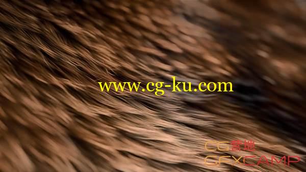 C4D动物毛发教程 Create Realistic Animal Fur的图片1