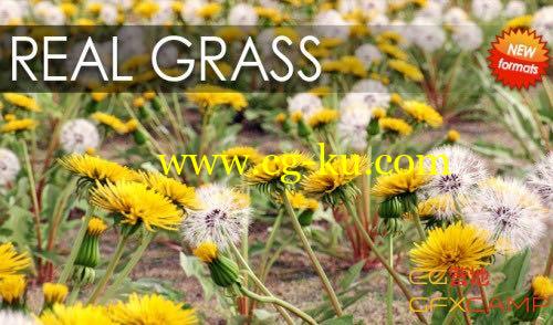 草丛花草植物预设模型库 VIZPARK Real Grass for Cinema 4D/OBJ/FBX/Modo/LightWave的图片1