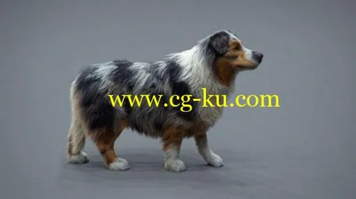 Realistic Dog Grooming for Production with Xgen的图片2