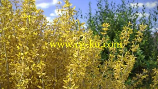 VIZPARK – Forsythia Bushes: Set of 10 3D-Shrubs的图片1