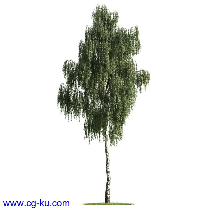 54个3D树木模型Evermotion Archmodels Vol. 176 – Trees的图片2