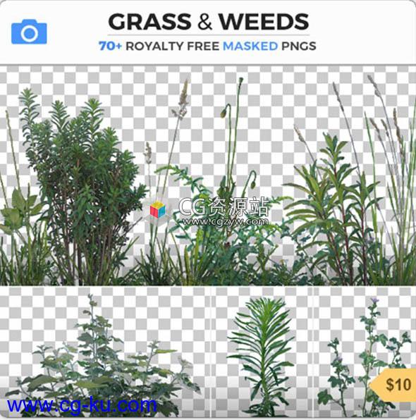 77组植物杂草PNG格式高清图片合集的图片1