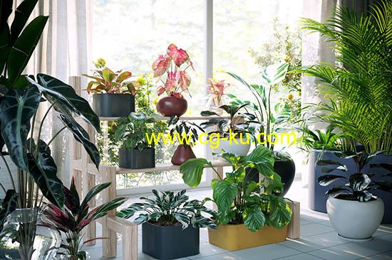 72种单模高质量盆栽花卉植物3D模型的图片1