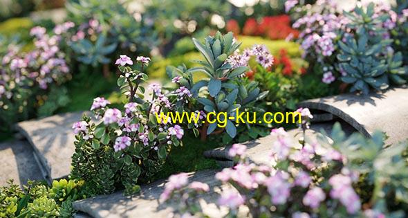 72种高质量单模3D多肉型植物模型集合的图片1