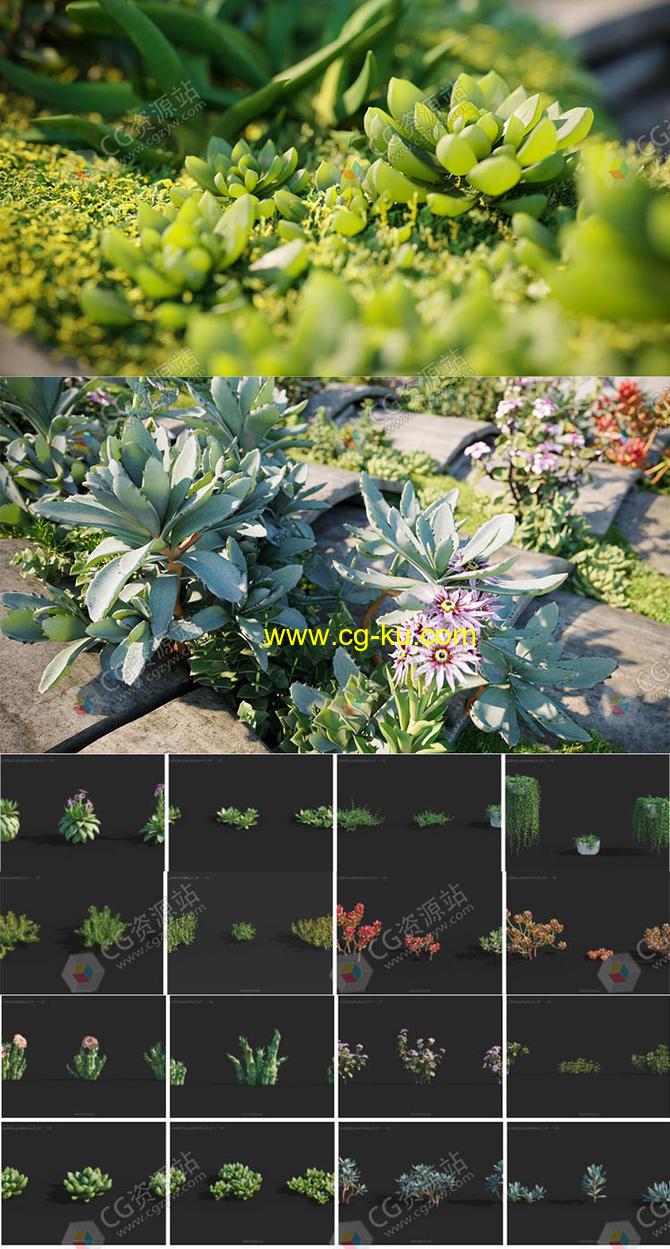 72种高质量单模3D多肉型植物模型集合的图片2