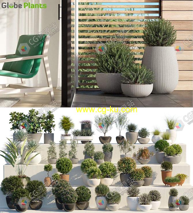 20组逼真装饰观赏盆栽植物3D模型合集的图片2