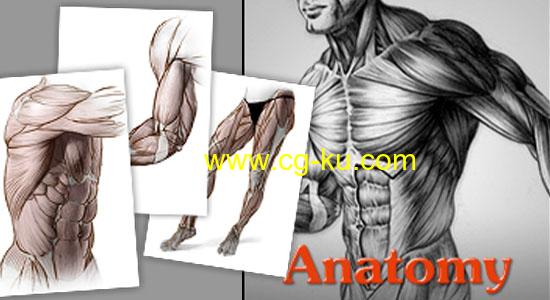 PROKO-艺术家数字绘画人体解剖学-3件装（躯干/手臂/腿）的图片1