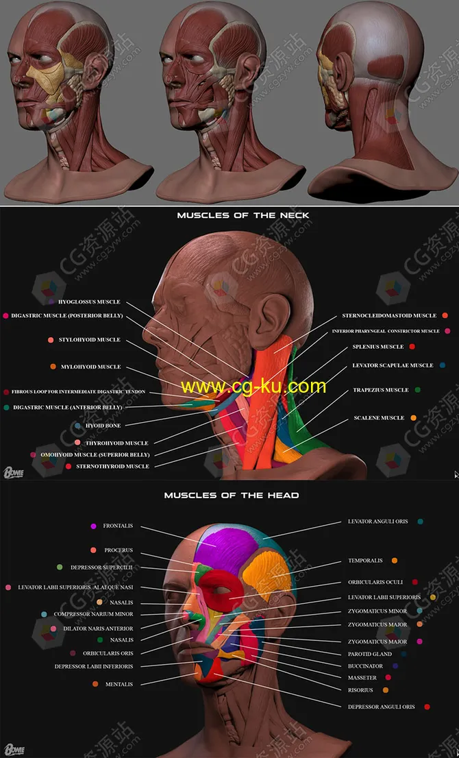 Zbrush人类面部肌肉解剖学高精度3D模型的图片1