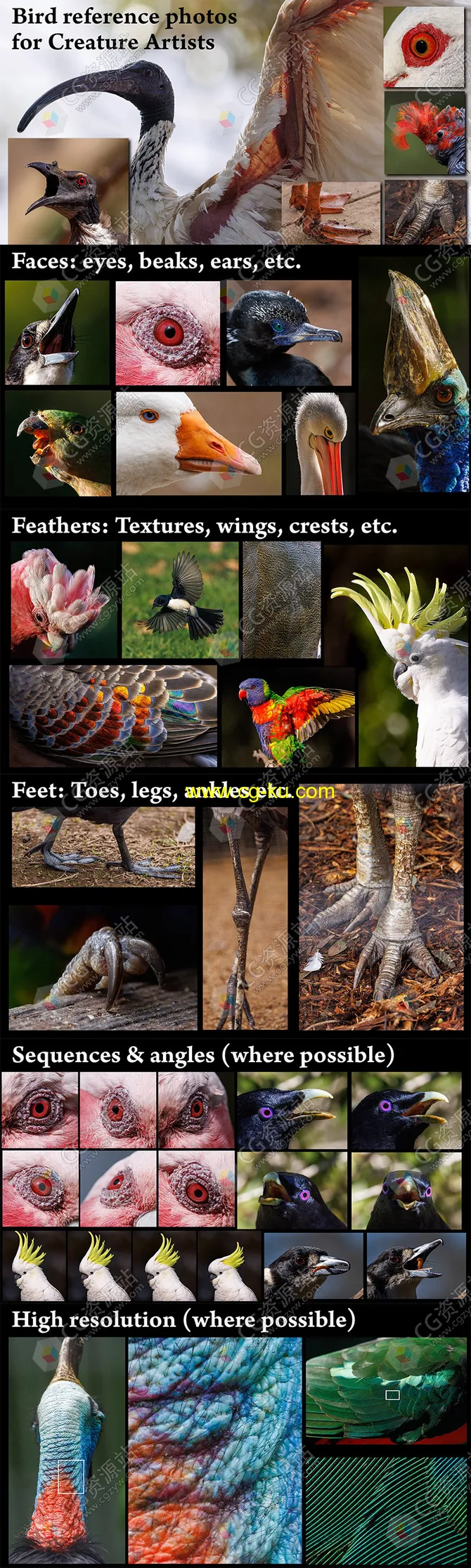 1000张鸟类特写眼睛翅膀脚冠部等细节高清参考图片的图片1