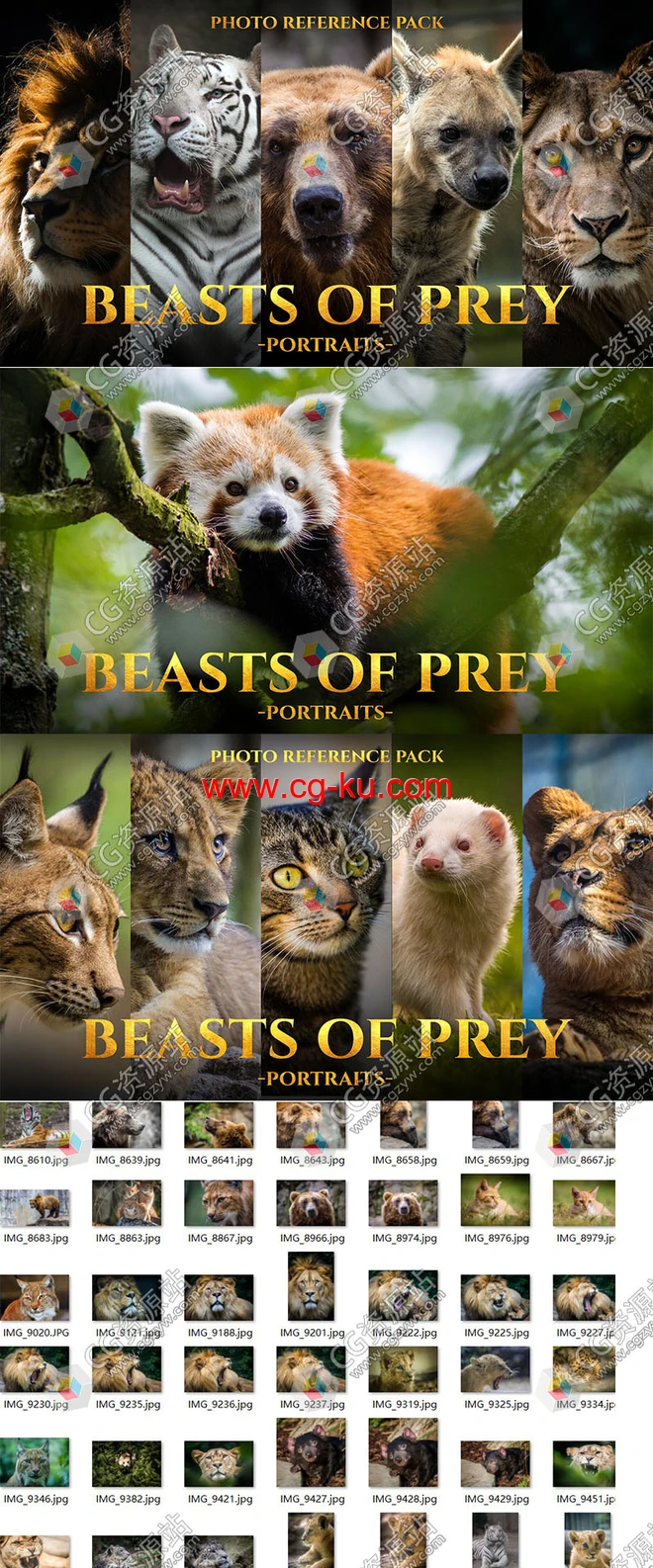 211张凶猛野兽动物狮子老虎豹特写镜头高清参考图片的图片2
