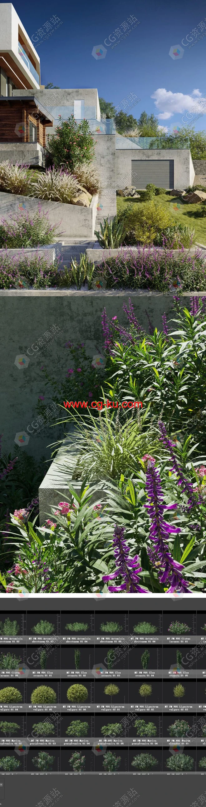 78组高品质红豆杉夹竹桃花草植物3D模型合集V85的图片2