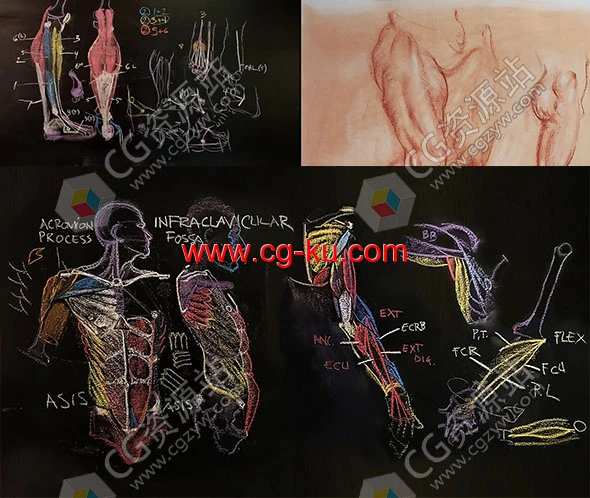 Rey Bustos人体解剖学肌肉结构绘画视频课程三套的图片1