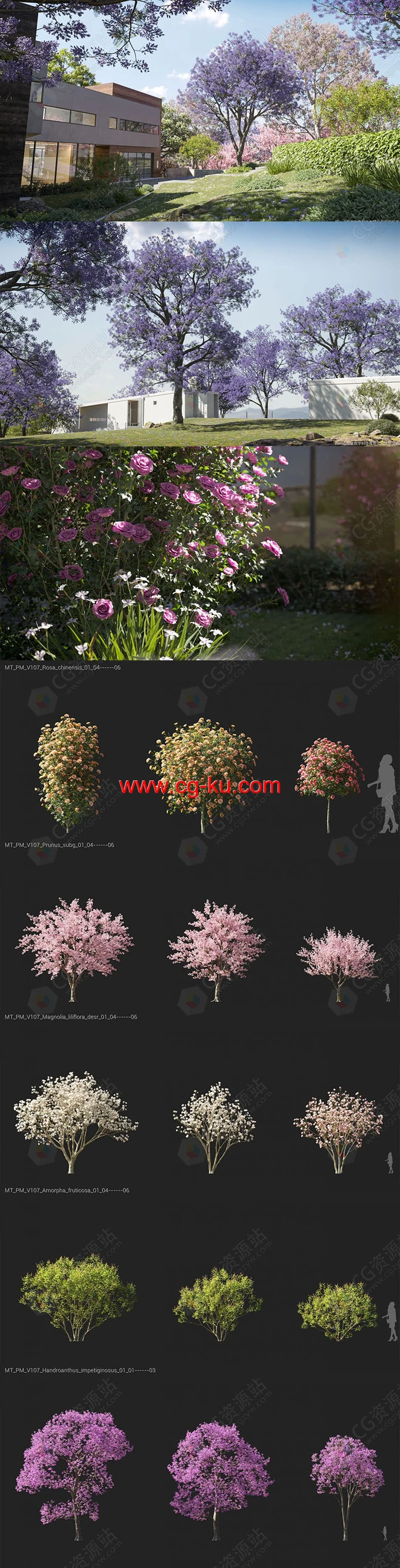 72组高品质鸡冠花水曲柳白玉兰泡桐树木植物3D模型V107的图片2