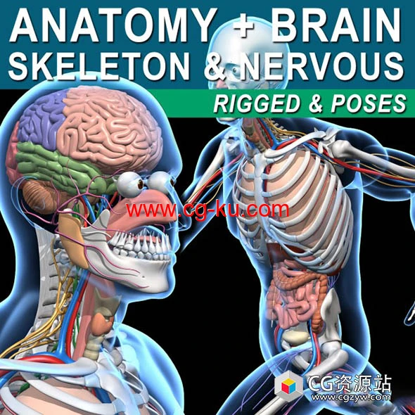 人体肌肉骨骼绑定3D模型 C4D/MAX/Blender格式的图片1