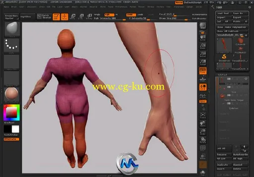 《Zbrush女性角色人体解剖绘制教程》Gnomon Human Anatomy Female UPDATED by Zack...的图片1