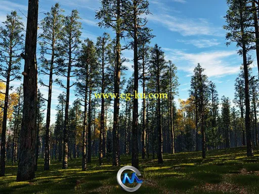 《树木植物实时建模软件V6.2.3版》SpeedTree Cinema Ver 6.2.3 Win x32/x64的图片1