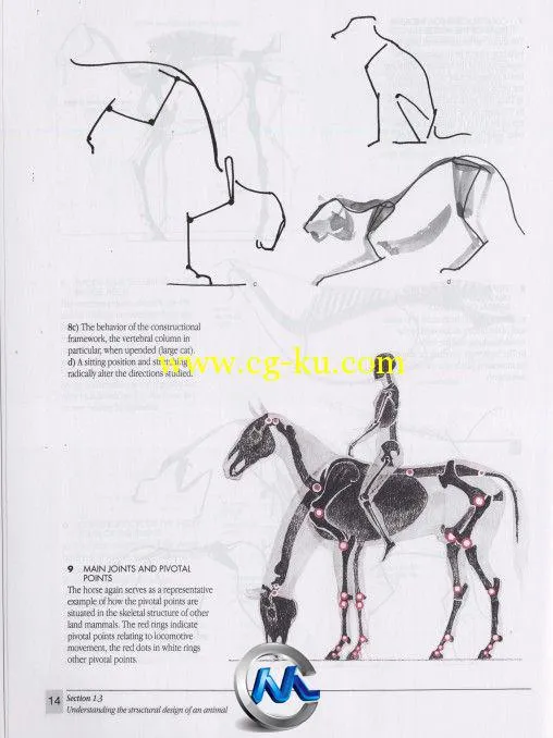 《动物解剖学手绘书籍》The Artists Guide to Animal Anatomy Dover Anatomy for A...的图片2