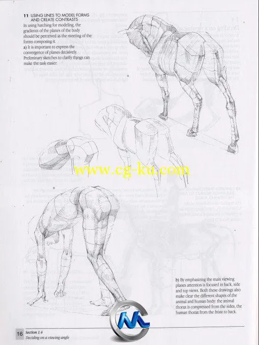 《动物解剖学手绘书籍》The Artists Guide to Animal Anatomy Dover Anatomy for A...的图片3