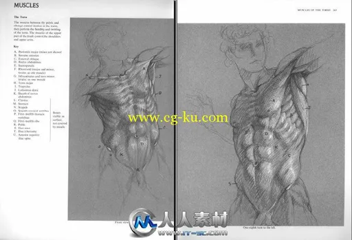 《人体结构解剖指南书籍》Anatomy A Complete Guide for Artists Dover Anatomy fo...的图片6