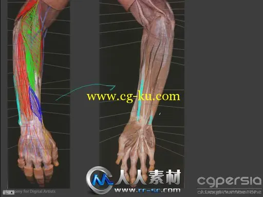 《人体解剖艺术学视频教程》Scott-Eaton Anatomy for Artists Online Course的图片2