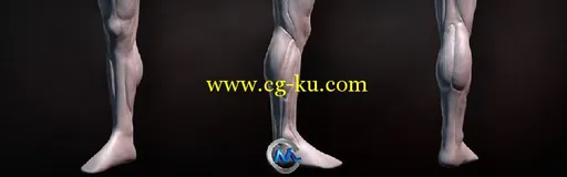 ZBrush人类腿部雕刻视频教程的图片1