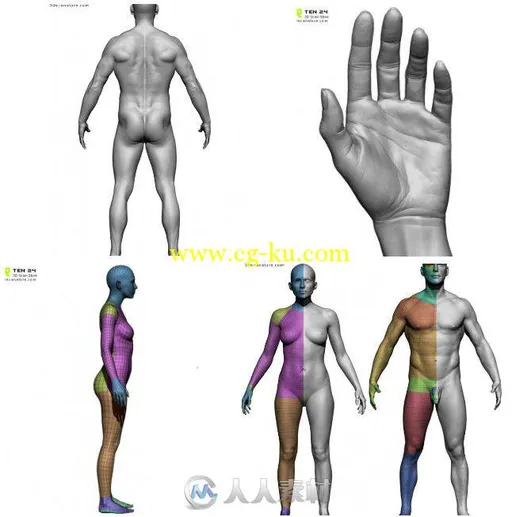 男性女性高精3D模型 3D Scan Store Male and Female Base Mesh Bundle的图片1