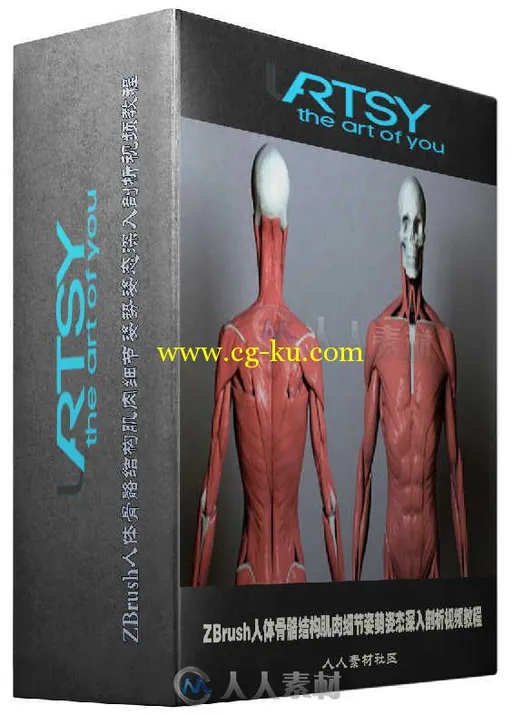 ZBrush人体骨骼结构肌肉细节姿势姿态深入剖析视频教程 Uartsy Artistic Anatomy in...的图片2