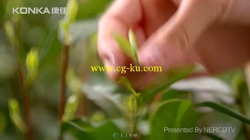 摘茶炒茶美女展示茶艺康佳演示片高清实拍视频素材的图片1