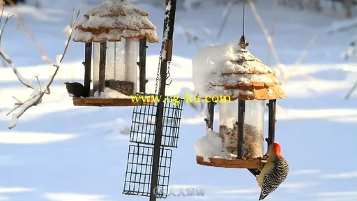冬天鸟儿喂食器实拍视频素材的图片1