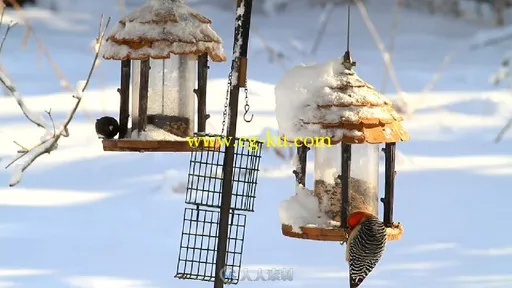 冬天鸟儿喂食器实拍视频素材的图片2