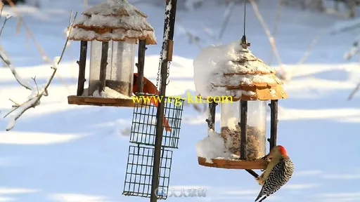 冬天鸟儿喂食器实拍视频素材的图片3