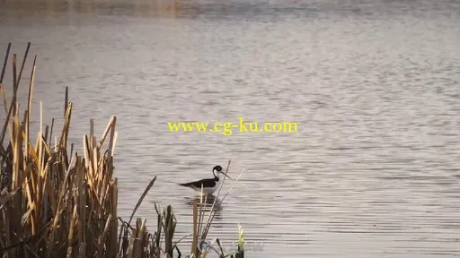 黑颈长脚鹬鸟湖中觅食实拍视频素材的图片1