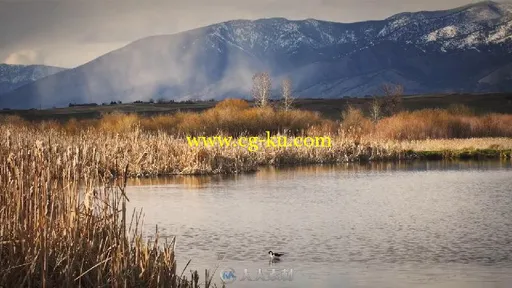 黑颈长脚鹬鸟湖中觅食实拍视频素材的图片2