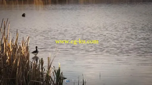 黑颈长脚鹬鸟湖中觅食实拍视频素材的图片3