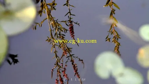 延时摄影绽放的睡莲高清实拍视频素材的图片2
