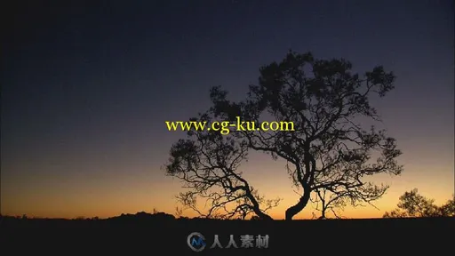 夕阳下的大树高清实拍视频素材的图片1