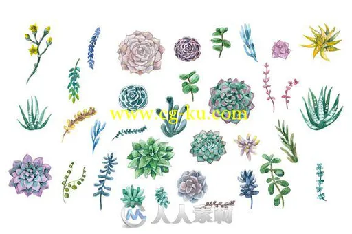 水彩风格多肉植物平面素材Watercolor Succulent的图片2