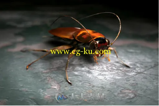 3Dmax蟑螂模型TurboSquid - Cockroach Rigged的图片1