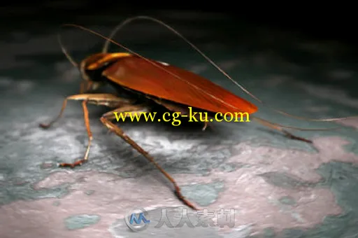 3Dmax蟑螂模型TurboSquid - Cockroach Rigged的图片3