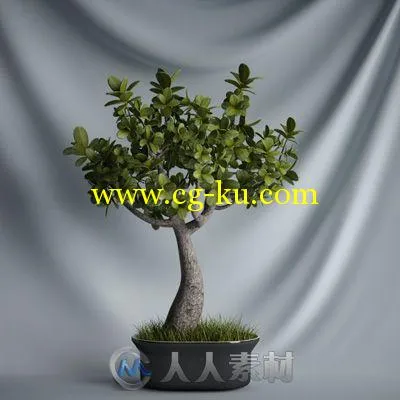 20个高精植物3D模型的图片1