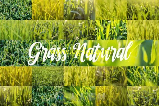 88款草丛高清图片88 HD Grass Backgrounds Pack的图片1