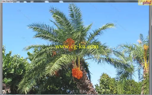 3D树木植物数字绘景技术大师级训练视频教程 FXPHD PNT205 3D PLANTS AND DIGITAL E...的图片12