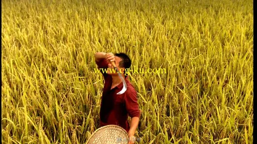 农民割小麦仰望天空擦汗视频素材的图片1