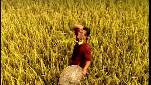 农民割小麦仰望天空擦汗视频素材的图片2