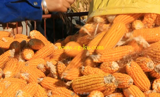 农民秋收玉米特写视频素材的图片1
