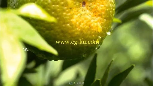 农民橘子地收获橘子视频素材的图片3